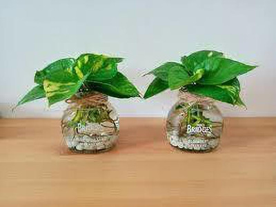 Queen Gulu Money Plant(Hybrid, Pack of 1)