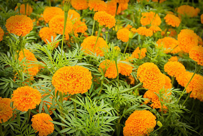 Alberts marigold/gende ka phool flower seeds Seed(50 per packet)