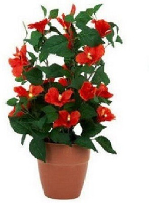 ROYSTORES Hibiscus Plant(Hybrid, Pack of 1)