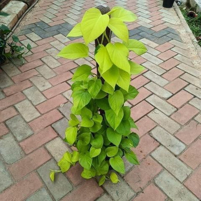 Bakuchi Money Plant(Hybrid, Pack of 1)