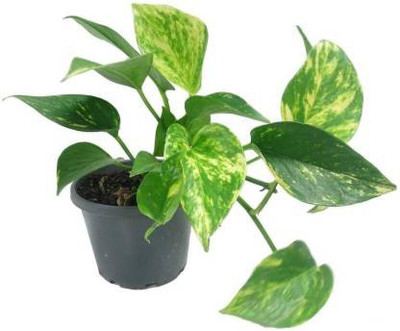 Bakuchi Money Plant(Hybrid, Pack of 1)