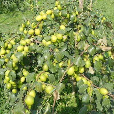 Cloud Farm Ber Apple Plant(Hybrid, Pack of 1)