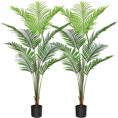 Ecommerce Rally Areca Palm(Hybrid, Pack of 1)