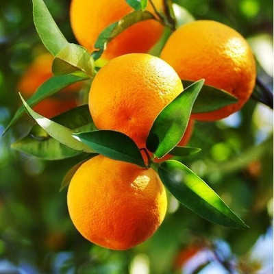 the green dotcom Orange Plant(Hybrid, Pack of 1)