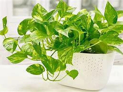 Bakuchi Money Plant(Hybrid, Pack of 1)
