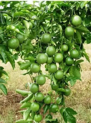 the green dotcom Lemon Plant(Hybrid, Pack of 1)