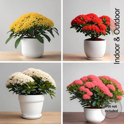 AloGardening Ixora Plant(Hybrid, Pack of 4)