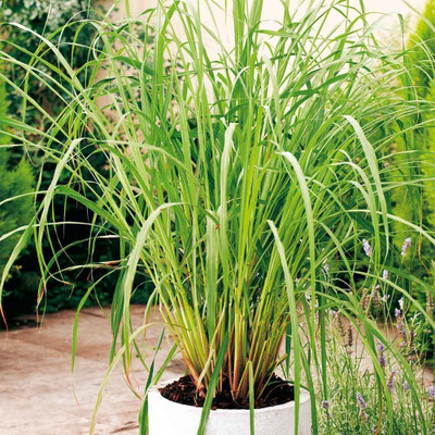 Oxygreenplant Lemon Grass Plant(Hybrid, Pack of 1)