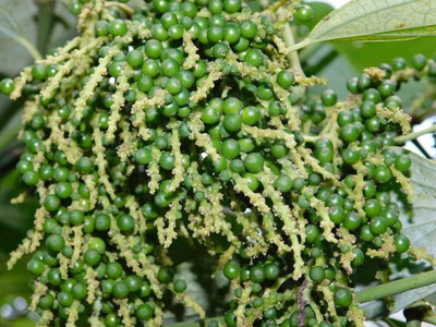 Ukanda Black Pepper Plant(Hybrid, Pack of 1)