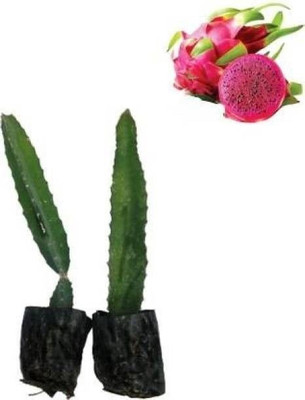 Oxygreenplant Dragon Tree(Hybrid, Pack of 1)