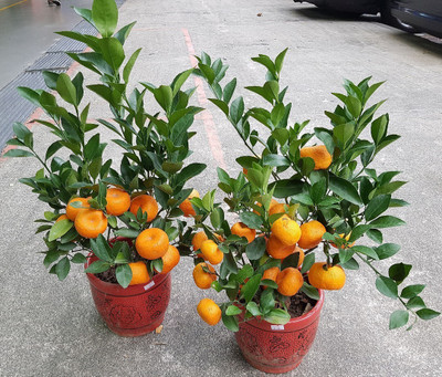 Cloud Farm Orange Plant(Hybrid, Pack of 2)