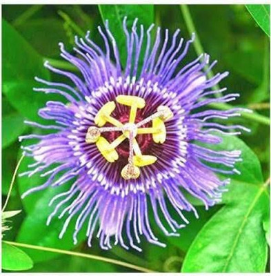 GreenyOn Passion Plant(Hybrid, Pack of 1)