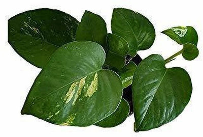 Bakuchi Money Plant(Hybrid, Pack of 1)