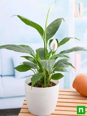 Bakuchi Peace Lily Plant(Hybrid, Pack of 1)