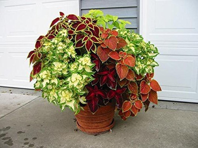 greenhousestore Coleus Plant(Hybrid, Pack of 1)