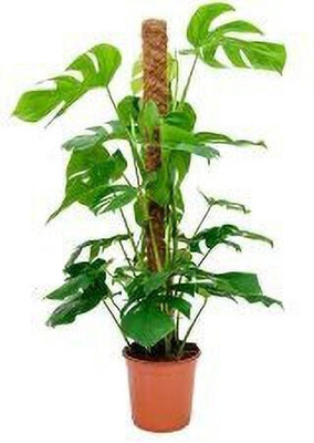 natikrd Money Plant(Hybrid, Pack of 1)