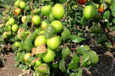 the green dotcom Ber Apple Plant(Hybrid, Pack of 1)