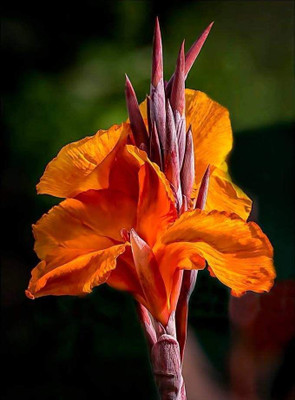 KrishnaNursery Canna Lily Plant(Hybrid, Pack of 1)
