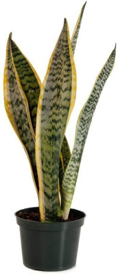 FUEGOASIS Snake Plant(Hybrid, Pack of 1)