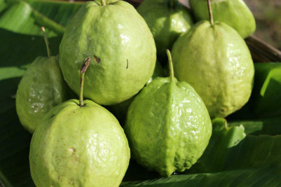 rimi Guava Plant(Hybrid, Pack of 1)
