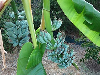 YourPlant Banana Plant(Hybrid, Pack of 1)