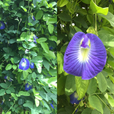 Bakuchi Aparajita/ Butterfly Pea Plant(Hybrid, Pack of 1)