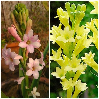 Cloud Farm Tuberose/Rajnigandha Plant(Hybrid, Pack of 1)