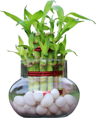 PETALFLEUR Two Layer Bamboo Plant(Hybrid, Pack of 1)