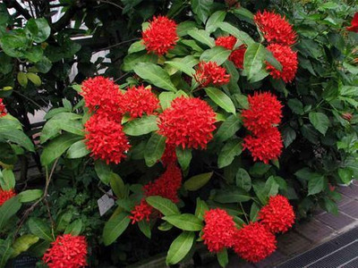 hjg Ixora Mini Red Flowering Plant(Hybrid, Pack of 1)
