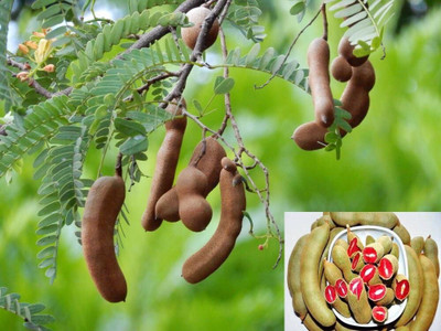 rimi Heart Leaf Oxycardium Plant(Hybrid, Pack of 1)