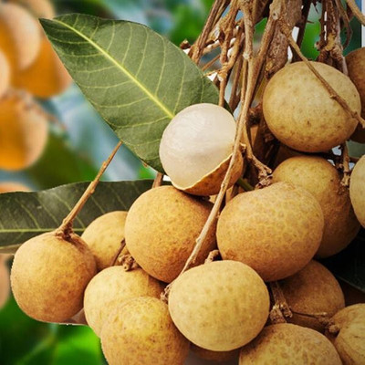 Cloud Farm Litchi Plant(Hybrid, Pack of 1)