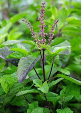 the green dotcom Tulsi Plant(Hybrid, Pack of 1)