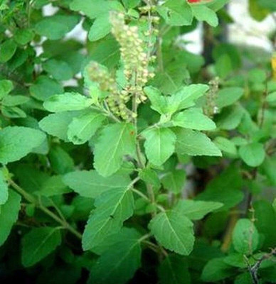 rimi Tulsi Plant(Hybrid, Pack of 1)