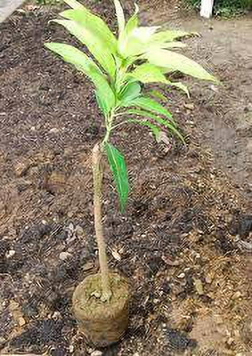 plantsshops Mango Plant(Hybrid, Pack of 1)