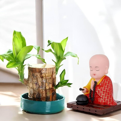 RADHE SALES Mini Brazalian wood(Pack of 1)