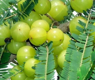 Agacha Amla Plant(Hybrid, Pack of 1)