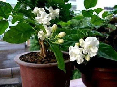 rimi Night Bloom Jasmine Plant(Hybrid, Pack of 1)