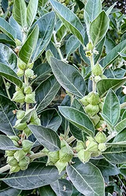 Aywal Ashwagandha Chetak Variety Herb Seed(120 per packet)