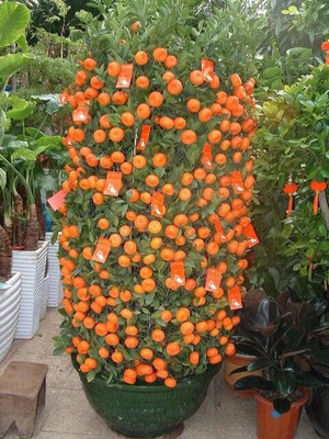 Ganapati tradres Orange Plant(Hybrid, Pack of 1)