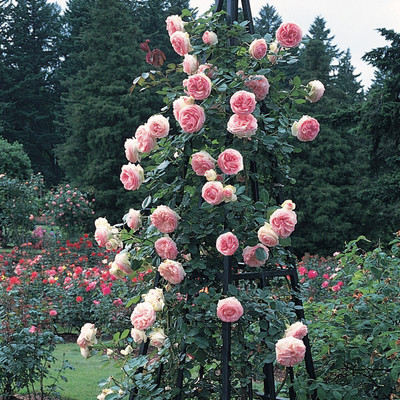 Cloud Farm Rose Plant(Hybrid, Pack of 3)
