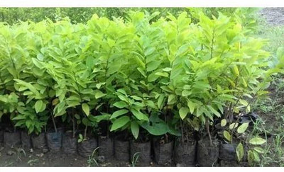 Bakuchi Custard Apple Plant(Hybrid, Pack of 1)