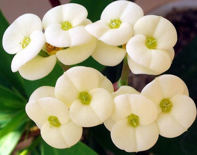 ONLINE PLANT BAZAR Euphorbia Plant(Hybrid, Pack of 1)