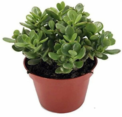 Bakuchi Money Plant(Hybrid, Pack of 1)