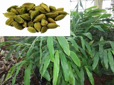 rimi Elaichi/Cardamom Plant(Hybrid, Pack of 1)