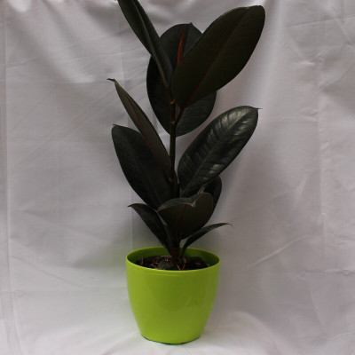 greenhousestore Rubber Tree(Hybrid, Pack of 1)