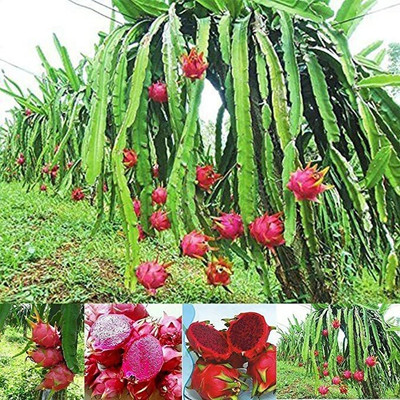 kpenter Dragon Tree(Hybrid, Pack of 1)