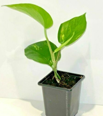 Greenery Nursery Money Plant(Hybrid, Pack of 1)