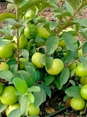 Earth Angels Guava Plant(Hybrid, Pack of 1)