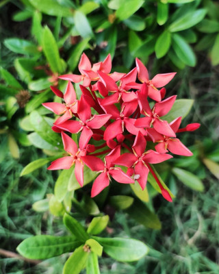 Narumanam Trothic Ixora/Chethi Plant(Hybrid, Pack of 1)
