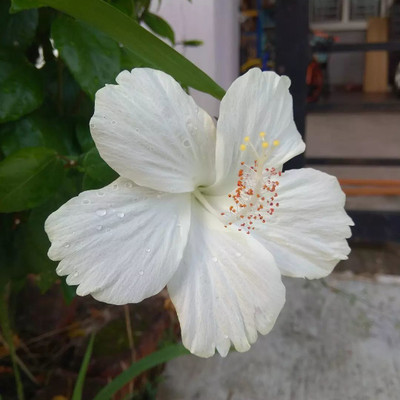 Bakuchi Hibiscus Plant(Hybrid, Pack of 1)